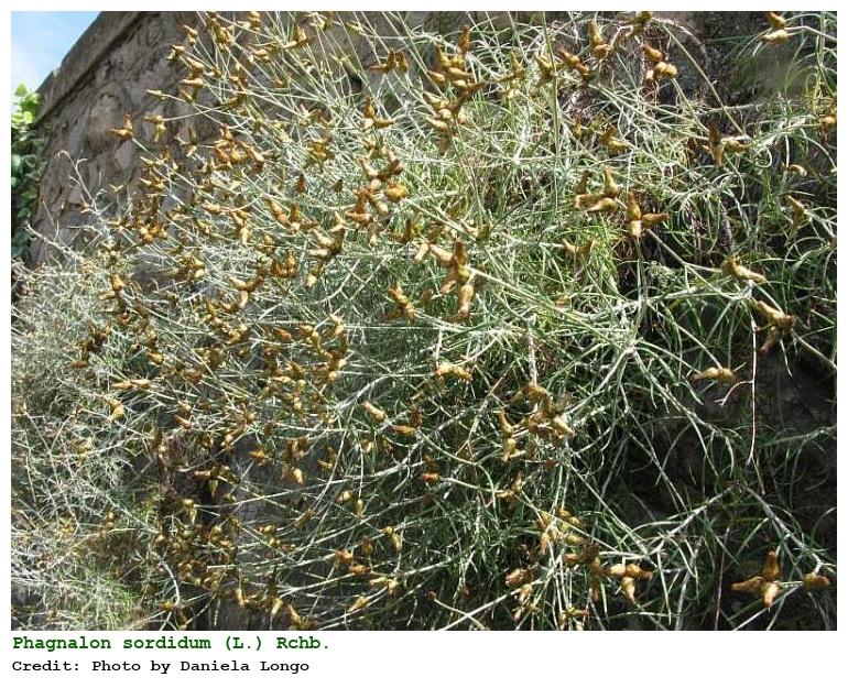 Phagnalon sordidum (L.) Rchb.